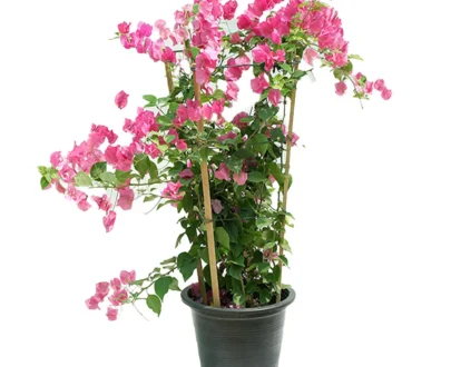 Bougainvillea with sticks