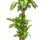 Dracaena Massangeana