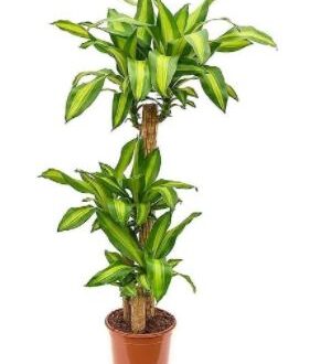 Dracaena Massangeana