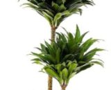 Dracaena Fragrans compacta