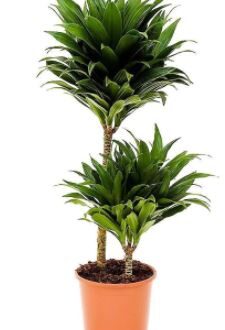 Dracaena Fragrans compacta