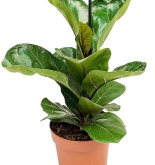 Fiddle Leaf Mina, Ficus Lyrata