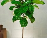 Fiddle Leaf Mina, Ficus Lyrata XL