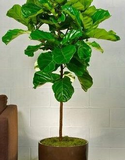 Fiddle Leaf Mina, Ficus Lyrata XL