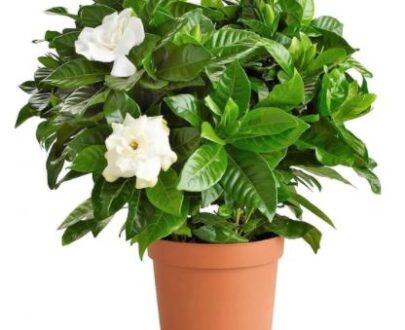 Gardenia