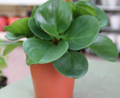 Peperomia Mix, Peperomia Obtusifolia, Baby rubber, Pepper face