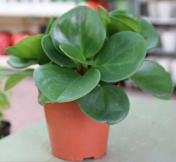 Peperomia Mix, Peperomia Obtusifolia, Baby rubber, Pepper face