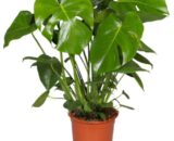 Monstera (medium)