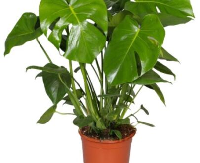 Monstera (medium)