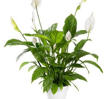 Peace-Lily-Spathiphyllum-medium