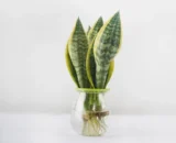 Sansevieria (snake plant) Water Plant