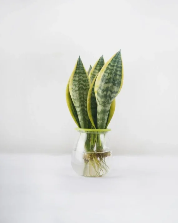 Sansevieria (snake plant) Water Plant