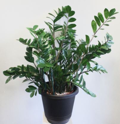 Zamioculcas