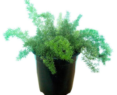 Asparagus Fern