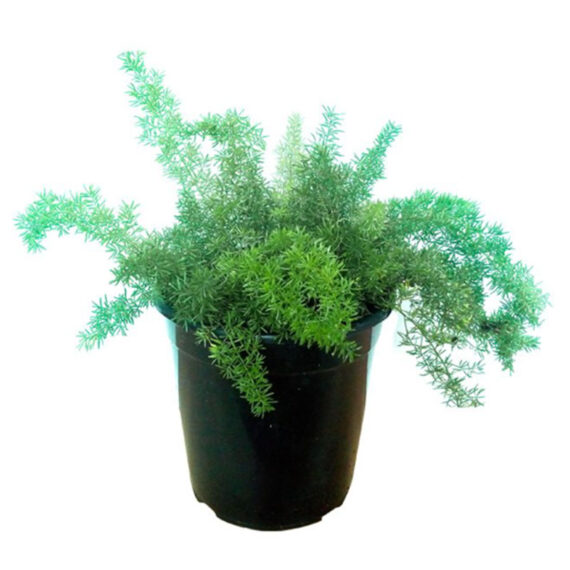 Asparagus Fern