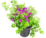 Bougainvillea purple flower