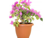 Bougainvillea Terracotta pink