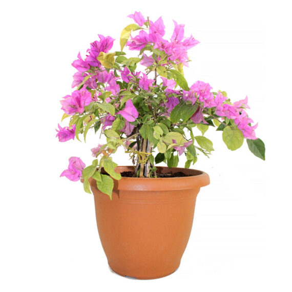 Bougainvillea Terracotta pink