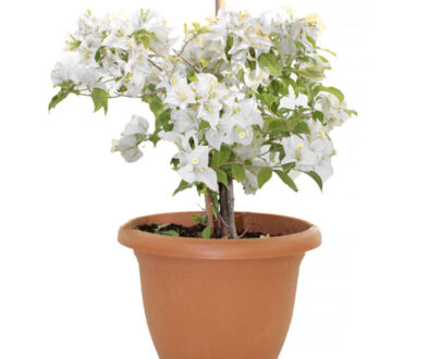 Bougainvillea Terracotta