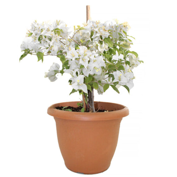 Bougainvillea Terracotta