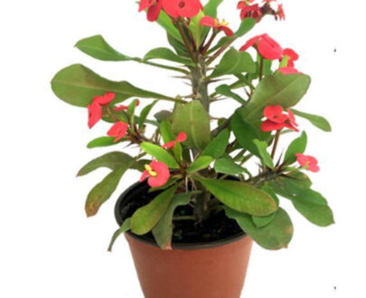 Euphorbia Pink