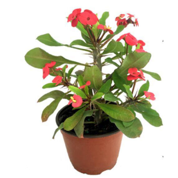 Euphorbia Pink