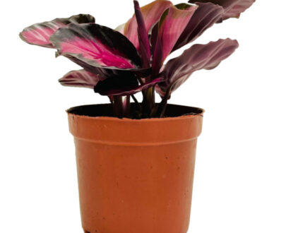 Calathea Crimson