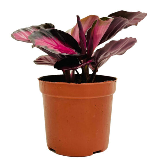 Calathea Crimson