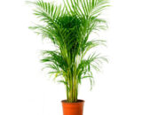 Chrysalidocarpus Lutescens (Areca Palm)