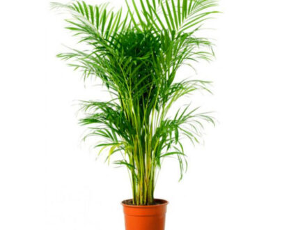 Chrysalidocarpus Lutescens (Areca Palm)