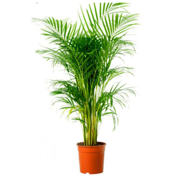 Chrysalidocarpus Lutescens (Areca Palm)