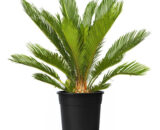 Cycus palm