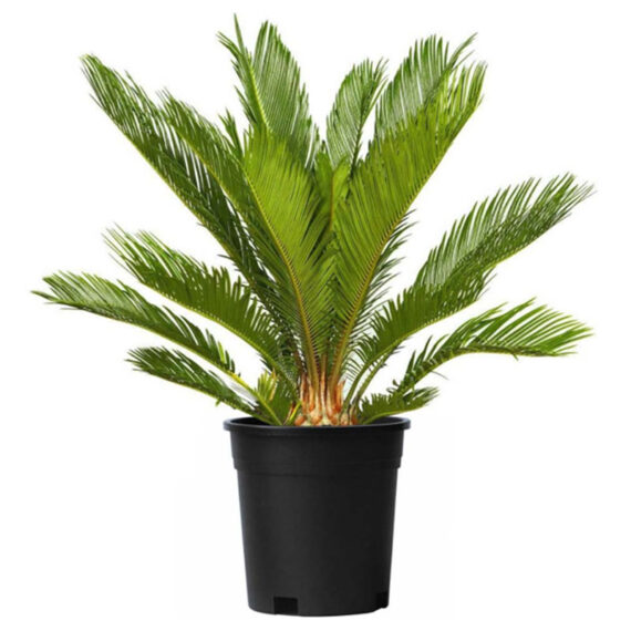 Cycus palm