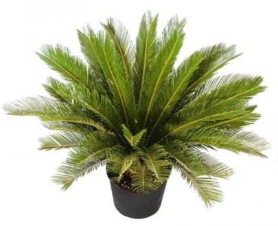 Cycus palm