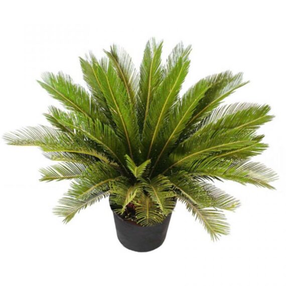 Cycus palm