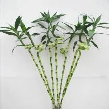 Lucky bamboo sticks