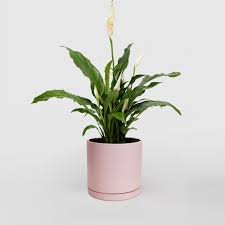 Peace Lily – Spathiphyllum, Small