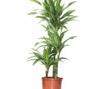 Dracaena lime Pale