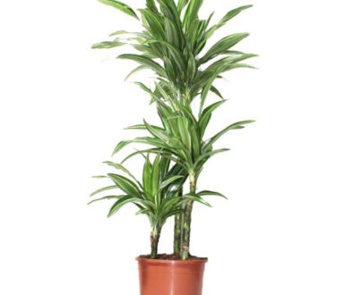 Dracaena lime Pale