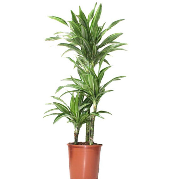 Dracaena lime Pale