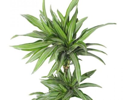 Dracaena lime Pale