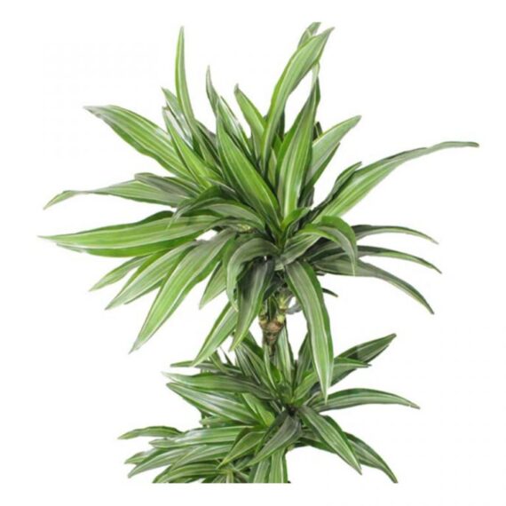 Dracaena lime Pale