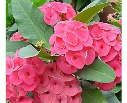 Euphorbia Pink