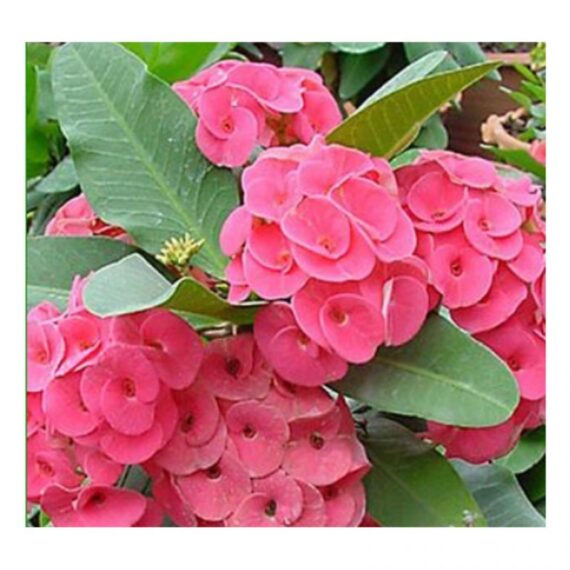 Euphorbia Pink