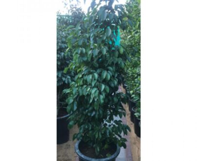 Ficus Benjamina