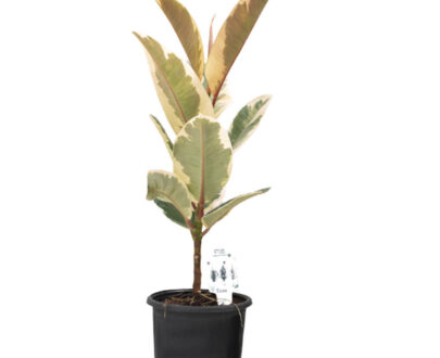 Ficus Variegated