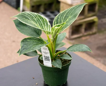 Philodendron Birkin is a fast-growing house plant. Because it grows so quickly also means that it uses a lot of energy to grow new leaves, easy to grow, keep the soil slightly moist and water once when it is almost dry.