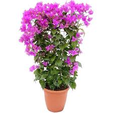 Bougainvillea purple flower