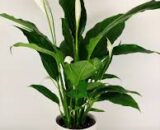 Peace Lily – Spathiphyllum, Large