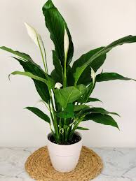 Peace Lily – Spathiphyllum, Large